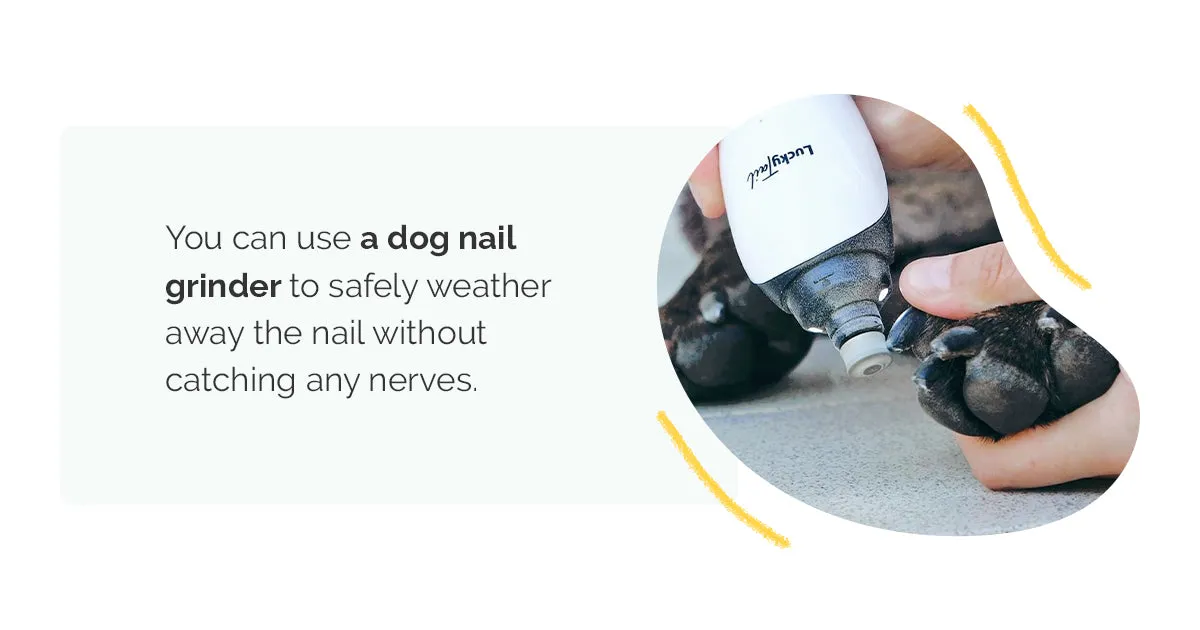 Close-up of a pet owner using a safe dog nail grinder to prevent ingrown nails, supporting overall paw health and preventing indirect bruising causes.