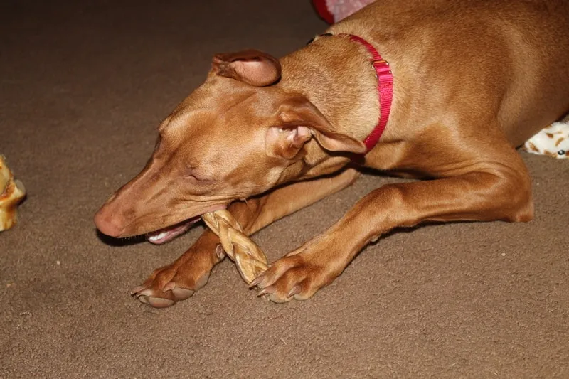 Close-up of a Pharaoh Hound's paw, showing long nails
