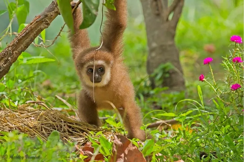 Close-up of a quick-release mechanism on a dog bike carrier.