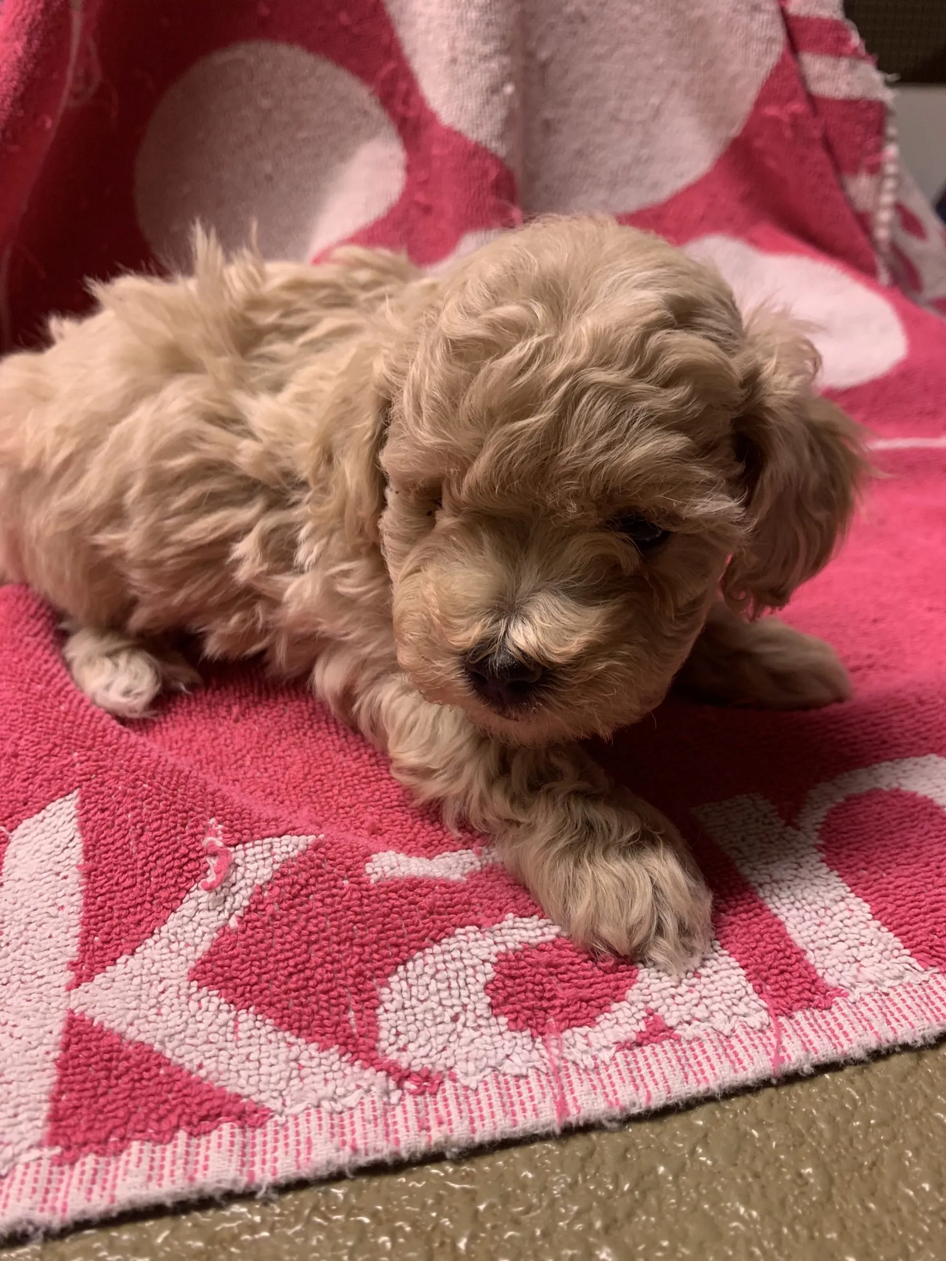 Close-up of a veterinarian conducting diagnostic tests on a dog, crucial for fertility assessment.