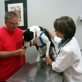 Close-up of a veterinarian's hands gently examining a dog's paw during a physical exam