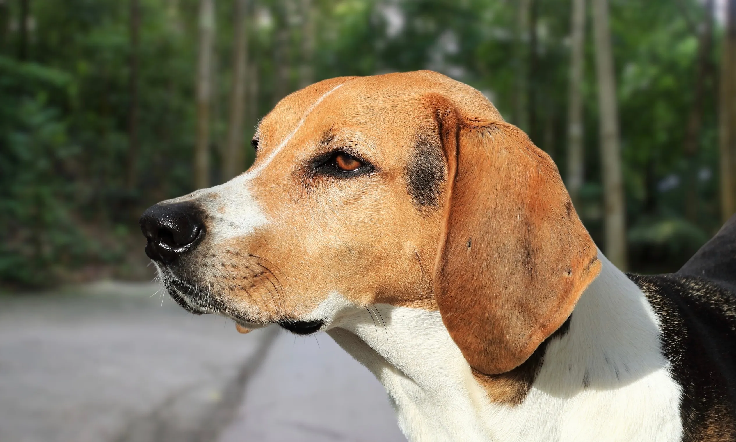 Close-up of an American Foxhound
