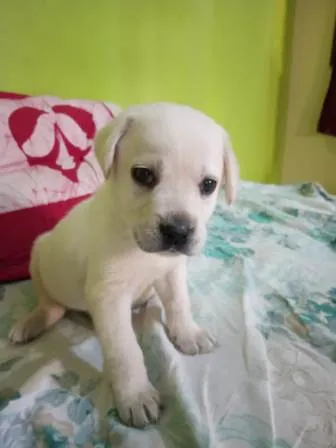 Close-up of an 'apple face' chocolate brown Labrador puppy, a sign of pure breed quality