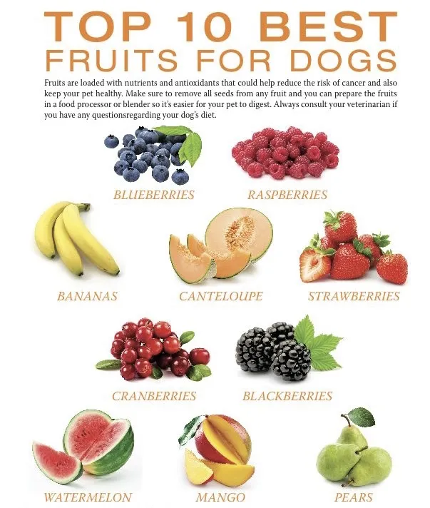 Close-up of an English Bulldog curious about a plate of sliced apples and carrots