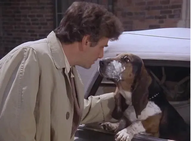 Close-up of "Dog," Columbo's Basset Hound, looking patiently at his owner, a beloved pop culture dog.