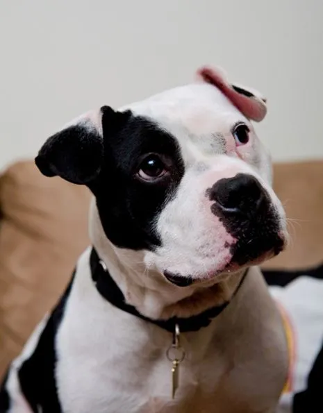 Close-up of Jonny Justice, one of Michael Vick's rescued pit bulls, showing his unique markings, as described in The Lost Dogs book by Jim Gorant.