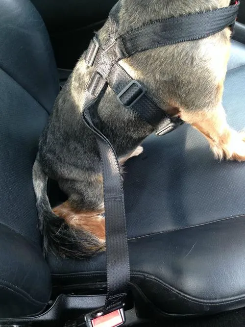 Close-up of the CLIX CarSafe Harness padding