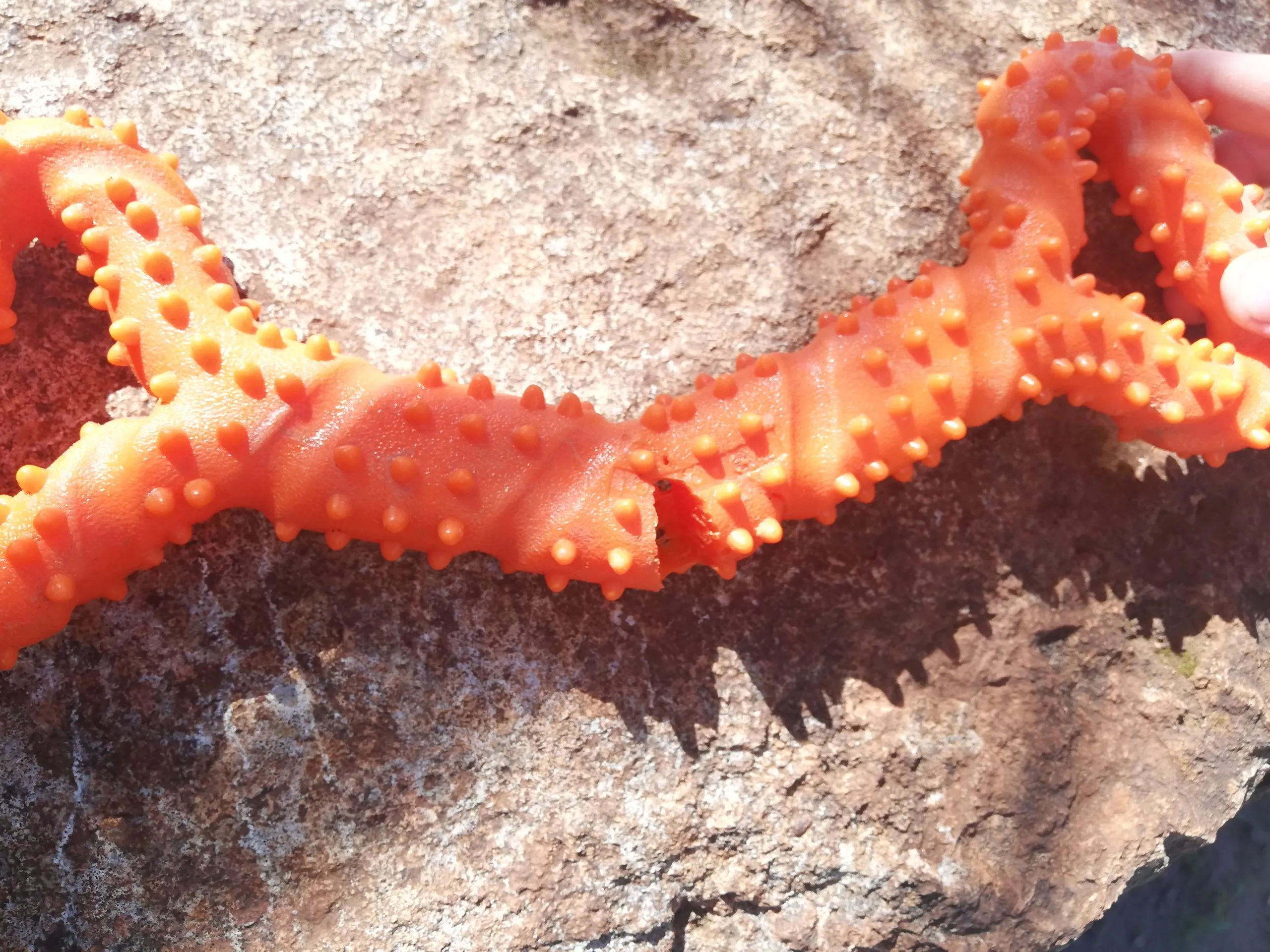 Close-up of the CyunCmay orange bone, showing extensive teeth marks and damage after just 30 minutes of chewing.