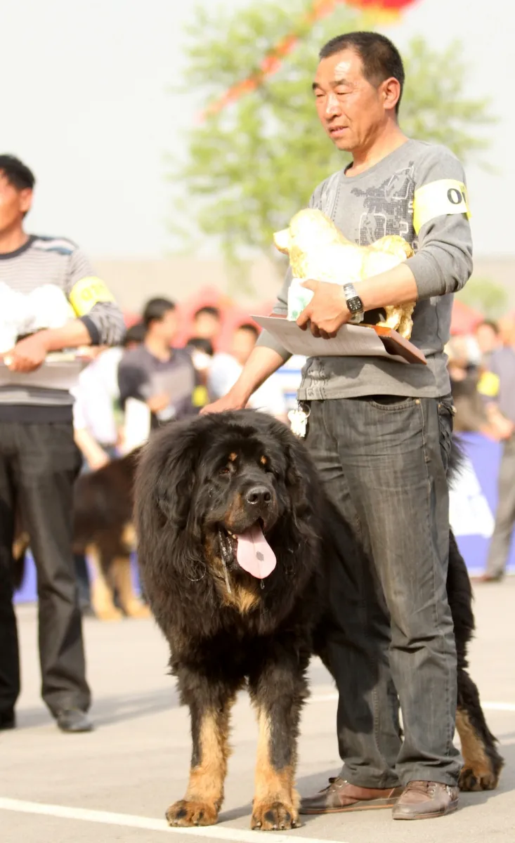 Close-up picture of a black and tan Tibetan Mastiff, a gold-statue winner, displaying excellent bone, soundness, and a classic, unexaggerated Tibetan Mastiff expression.