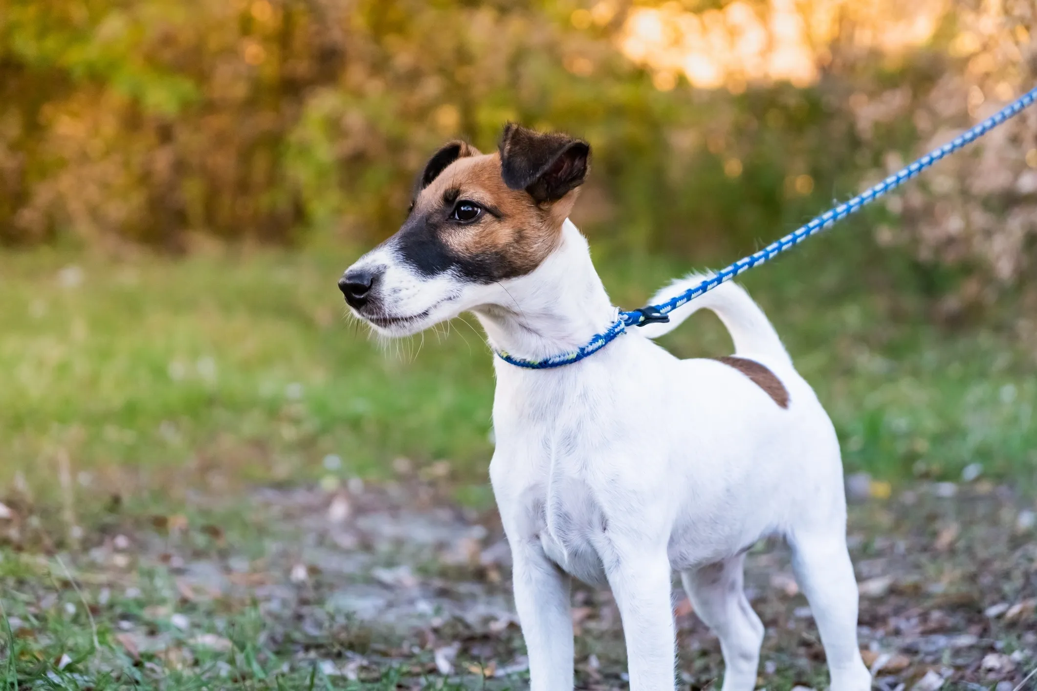 Close-up picture of a Smooth Fox Terrier, showing its alert expression and characteristic head shape while on a blue leash, ready for a walk. This image captures the intelligent gaze of the breed.