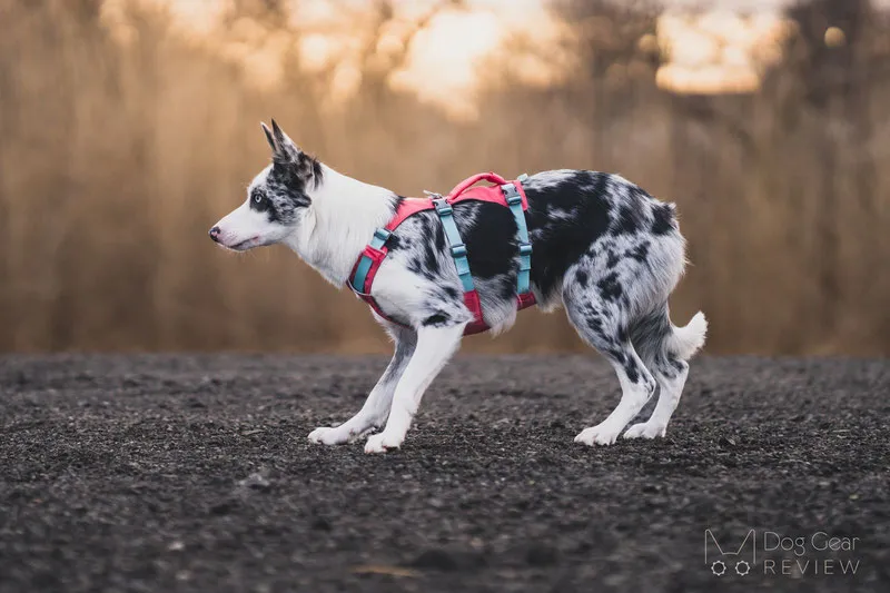 Close-up showing optimal armpit clearance of the Ruffwear Flagline harness on a dog