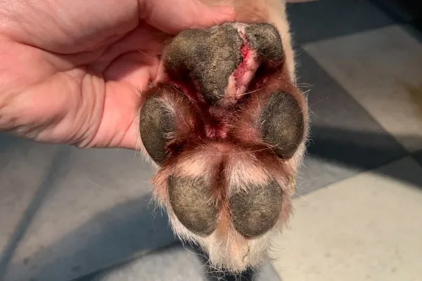 Close-up view of a dog's paw pad with a visible cut or laceration, indicating an injury.