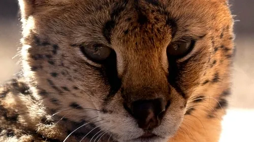 Close up with a Caracal and Serval at an animal sanctuary