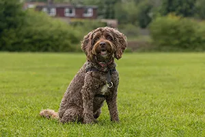 Cockapoo sitting in grass