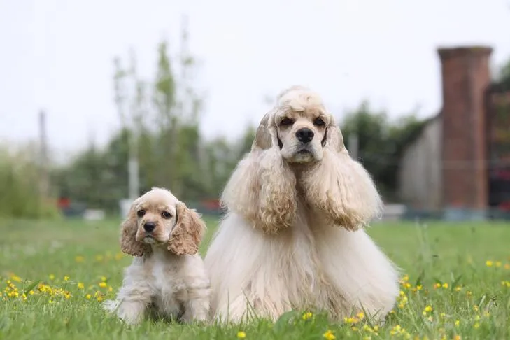 Cocker Spaniel mother sitting next to her puppy outdoors.