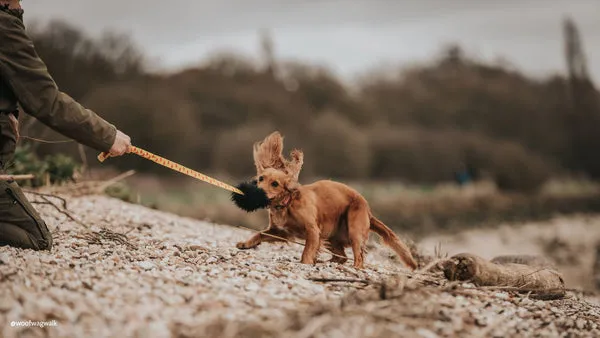 Cocker Spaniel puppy joyfully tugging on a Sheepskin Bungee Chaser toy, perfect for chase games and instinct training in the UK