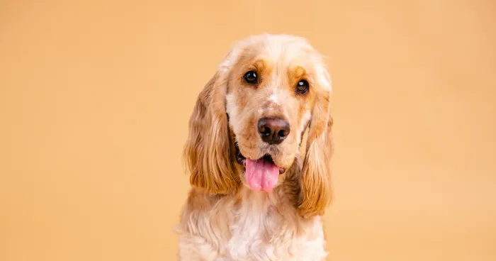 Cocker Spaniel with silky coat and long ears