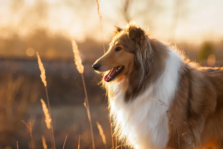 Collie head portrait in profile in a field at sunset, showcasing their intelligence and alert expression.