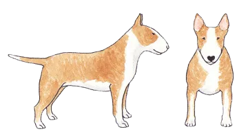 Colored and white Bull Terrier with partial white markings