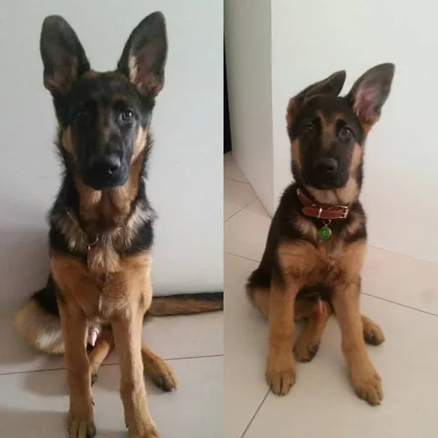 Comparison of a German Shepherd puppy at 12 weeks and 22 weeks old