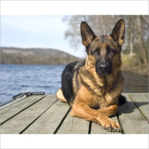 Confident German Shepherd dog with a brown coat, showcasing typical breed traits