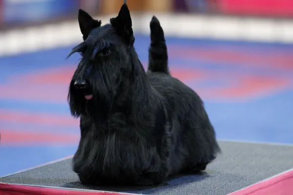 Confident Scottish Terrier with its wiry, weather-resistant, minimal shedding coat