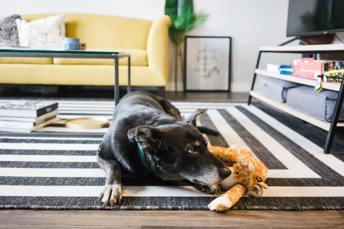 Content black and white dog happily chewing on a designated toy, avoiding shoes