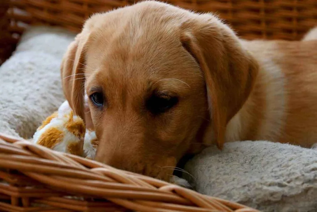 Content Labrador resting comfortably on a dog bed after a well-balanced meal