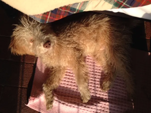 Content Lagotto Romagnolo dog relaxing after a meal