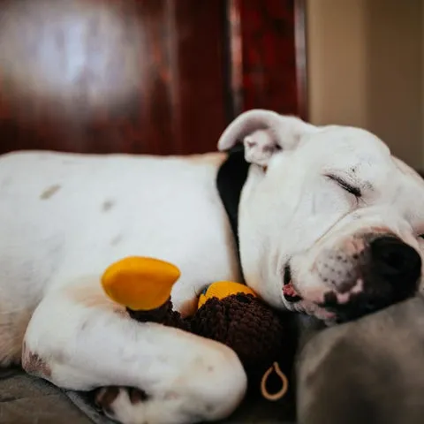 Content pitbull puppy sleeping soundly next to a soft, safe plush toy
