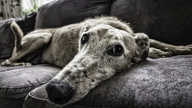 Cooked chicken in a bowl