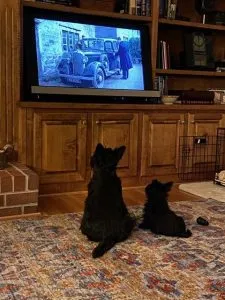 Copper and Dougal, two Scotties, enjoying a TV show