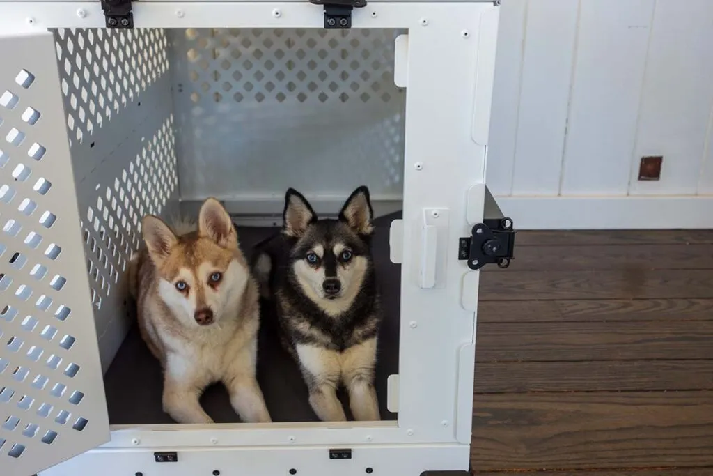 Copper and Skye in their Impact Collapsible Dog Crate