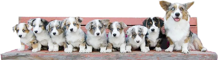 Corgi puppies in a litter, emphasizing successful dog breeding results from a reproduction veterinarian near me