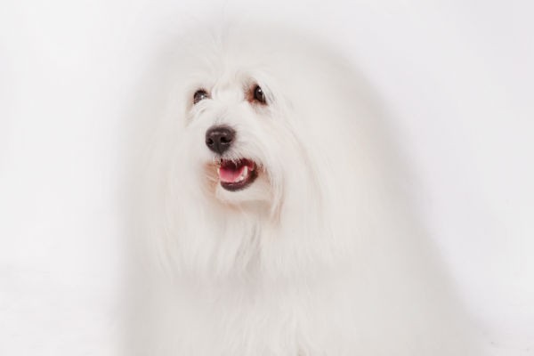 Coton de Tulear with a long, fluffy coat