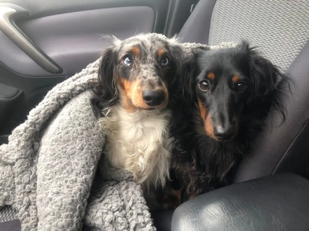 Coven and Alabaster, two playful miniature dapple dachshunds, relaxing together.