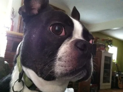 Cowboy the Boston Terrier, a dog who recovered from Lyme disease and kidney damage at Cornell University Hospital for Animals