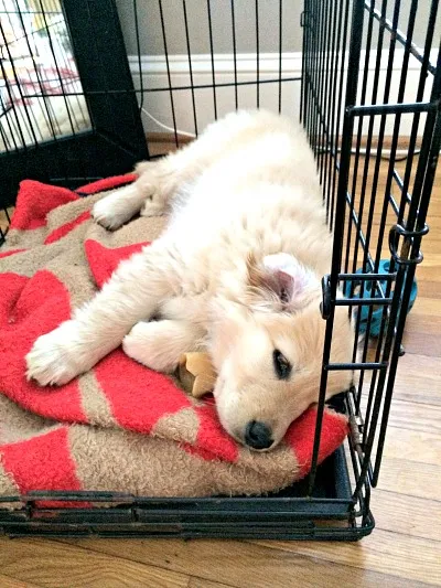 Crate training a Golden Retriever puppy