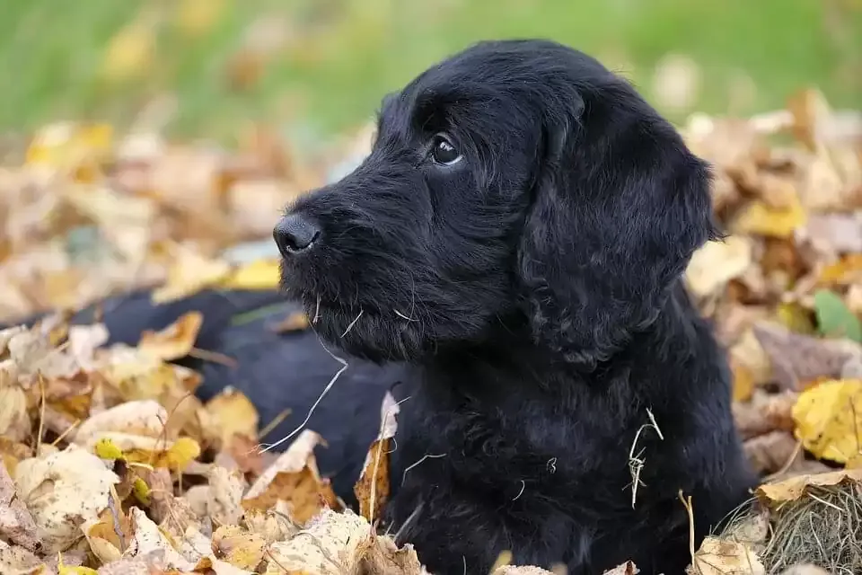 Cream-colored Labradoodle sitting in a grassy park, looking gentle and friendly.