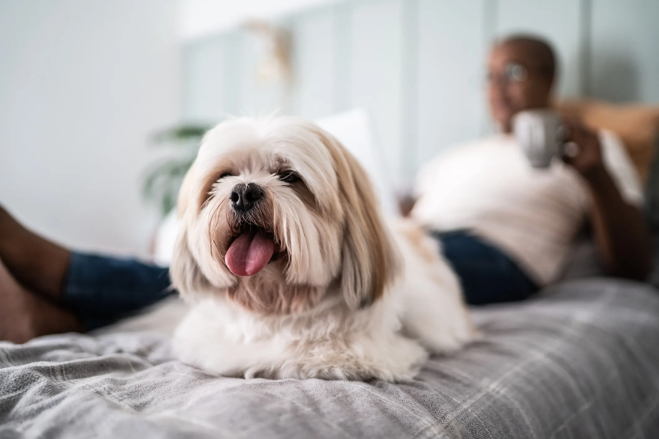 Cream-colored Shih Tzu resting comfortably on a bed, highlighting its companion nature