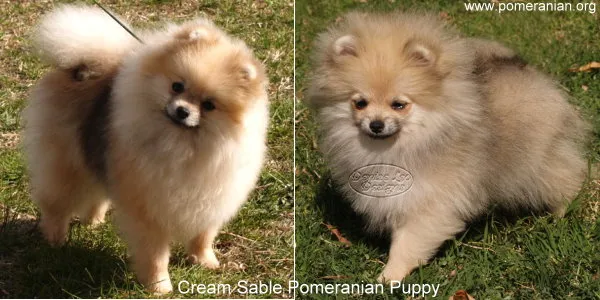 Cream Sable Pomeranian puppy showing initial dark markings