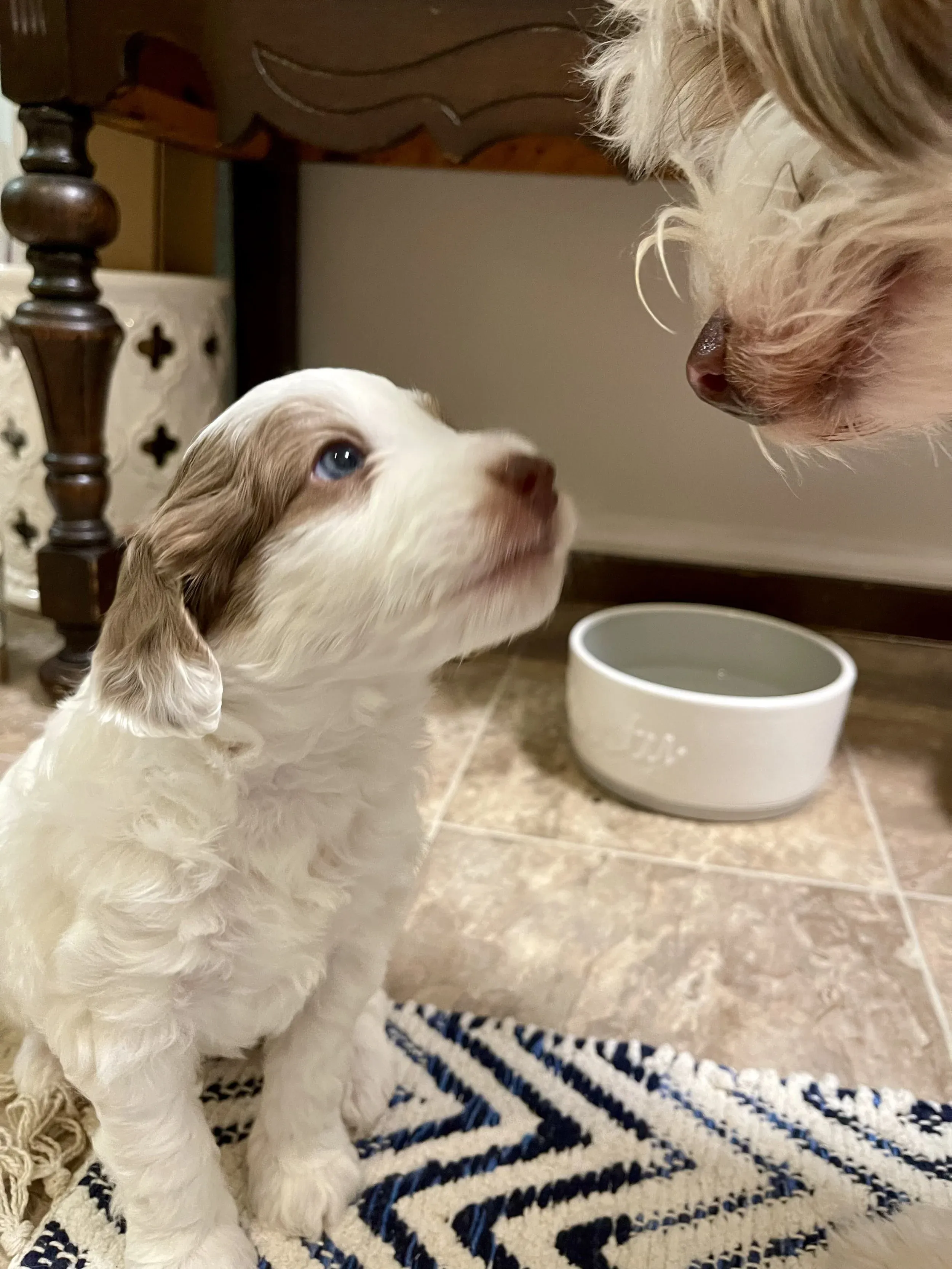 crystal blue eyes brown red parti toy mini Aussiedoodle with Dad red merle tuxedo Aussiedoodle with heterochromia eyes marbled blue eyes