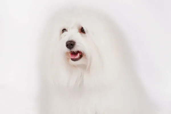 Cuddly Coton de Tulear dog with a long, fluffy, white coat, known for being hypoallergenic and low-shedding.