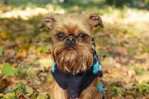Curious Brussels Griffon with a distinctive beard, an affectionate and small-sized dog.