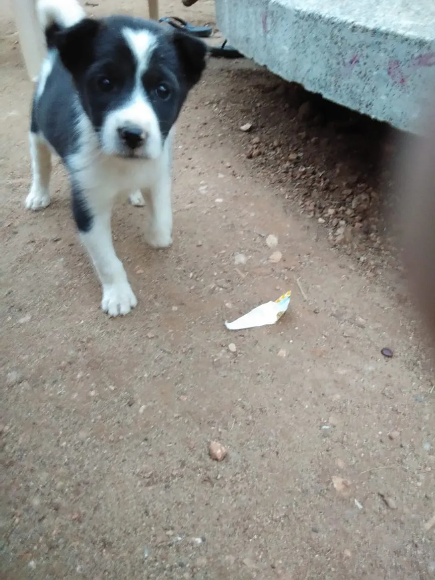 Curious dog exploring a grassy area outdoors
