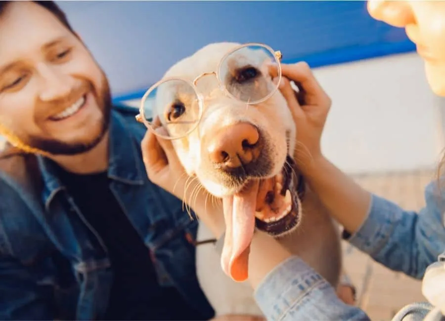 Curious dog peeks over a fence, reminiscent of mischievous pups in funny short dog stories