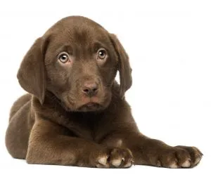 Curious Labrador puppy looking into a food bowl, representing the common challenge of finding the right food for a perpetually hungry puppy.