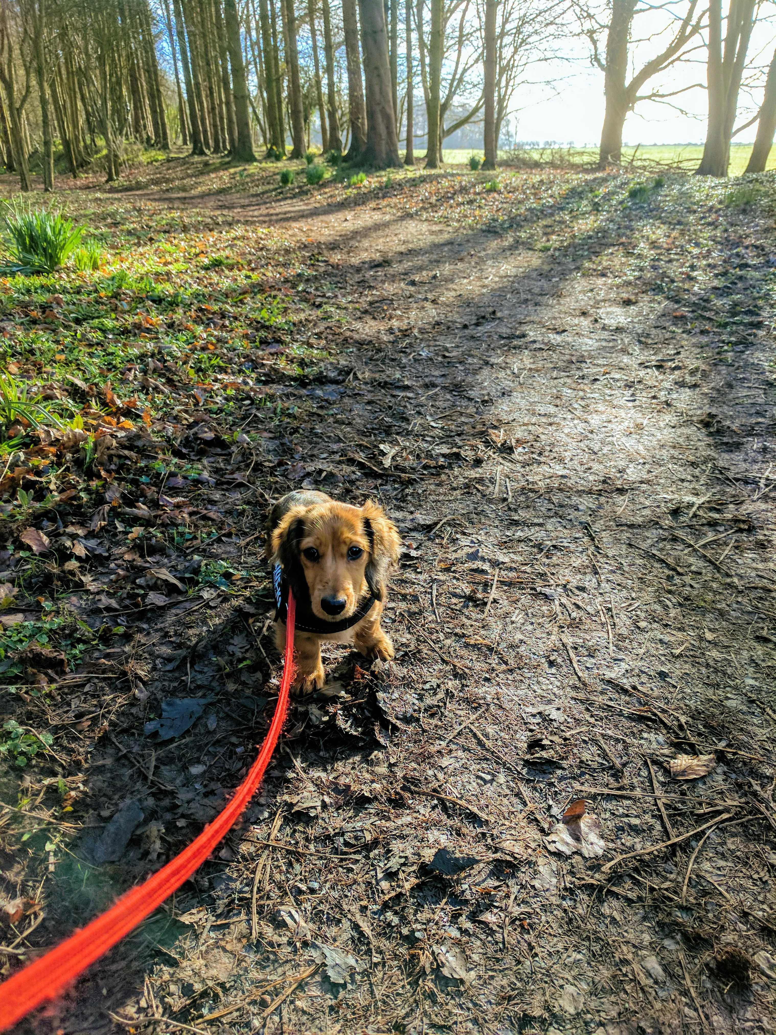 Curious miniature dachshund puppy exploring its surroundings