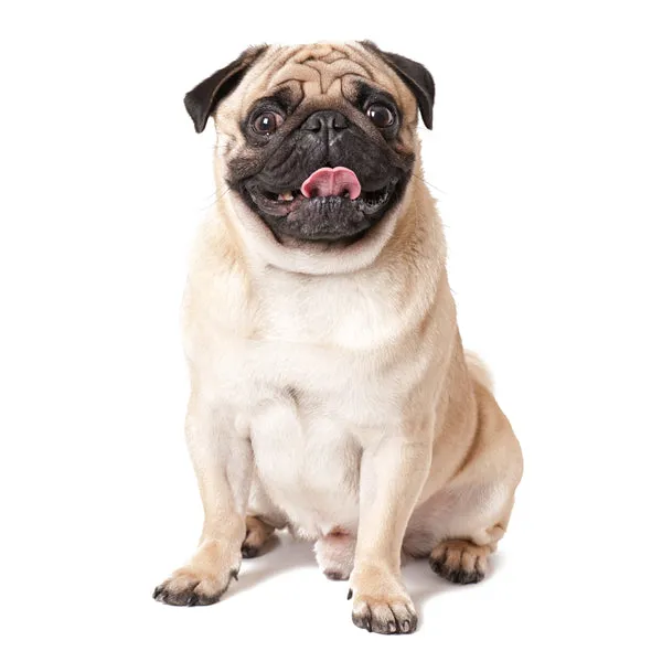 Curious Pug dog with wrinkled face, a low-maintenance and charming small dog breed for apartments in India.