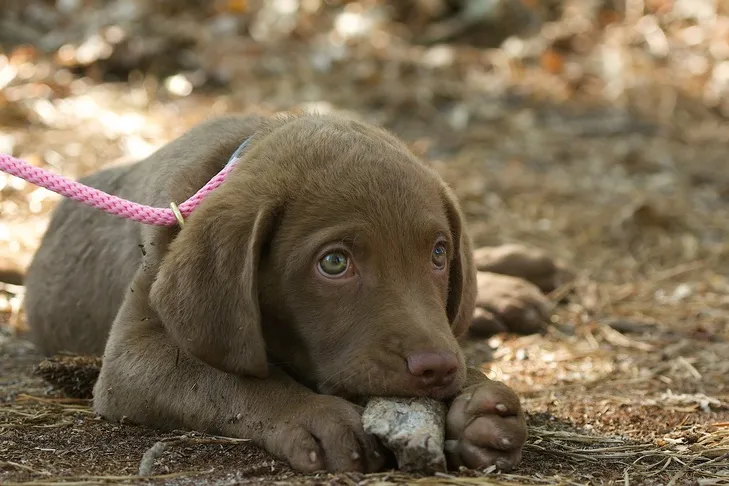 Curious puppy attempting to chew on a small rock, illustrating the risks of pica and ingestion of inedible objects for young dogs.